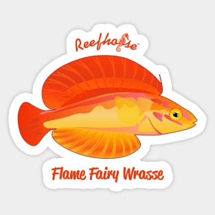 Flame Fairy Wrasse Sticker